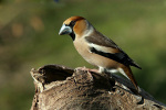 Coccothraustes coccothraustes photo gallery-10
