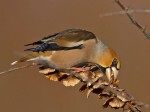 Coccothraustes coccothraustes photo gallery-2