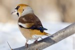Coccothraustes coccothraustes photo gallery-3