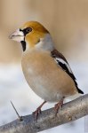 Coccothraustes coccothraustes photo gallery-6