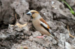 Coccothraustes coccothraustes photo gallery-7