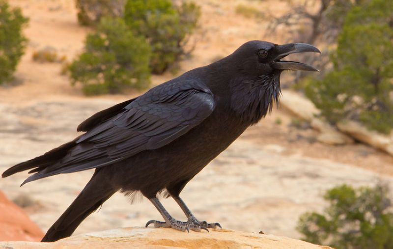 Corvus corax