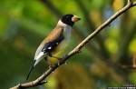 Eophona migratoria photo gallery-1