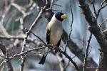 Eophona migratoria photo gallery-2