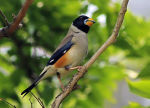 Eophona migratoria photo gallery-3
