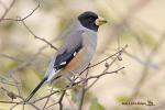 Eophona migratoria photo gallery-4