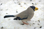 Eophona personata photo gallery-1