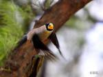 Eophona personata photo gallery-2