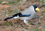 Eophona personata photo gallery-3