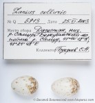 Жулан - Lanius collurio яйца-2