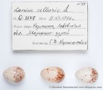 Жулан - Lanius collurio яйца-3