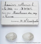 Жулан - Lanius collurio яйца-4