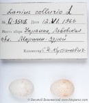 Жулан - Lanius collurio яйца-5