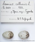 Жулан - Lanius collurio яйца-6