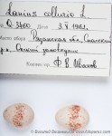 Жулан - Lanius collurio яйца-8