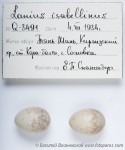 Буланый жулан - Lanius isabellinus яйца-2