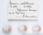 Буланый жулан - Lanius isabellinus яйца-3