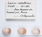 Буланый жулан - Lanius isabellinus яйца-4