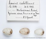 Буланый жулан - Lanius isabellinus яйца-5