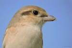 Буланый жулан - Lanius isabellinus фотография-11