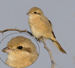 Буланый жулан - Lanius isabellinus фотография-12