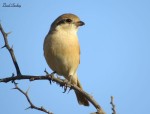 Буланый жулан - Lanius isabellinus фотография-13