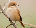 Буланый жулан - Lanius isabellinus фотография-14