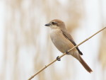 Буланый жулан - Lanius isabellinus фотография-16
