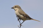 Буланый жулан - Lanius isabellinus фотография-2