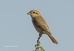 Буланый жулан - Lanius isabellinus фотография-20