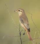 Буланый жулан - Lanius isabellinus фотография-21