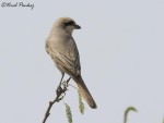 Буланый жулан - Lanius isabellinus фотография-22