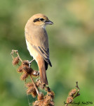 Буланый жулан - Lanius isabellinus фотография-25