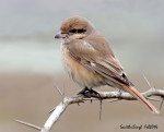 Буланый жулан - Lanius isabellinus фотография-26