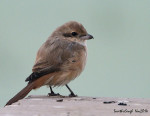 Буланый жулан - Lanius isabellinus фотография-28