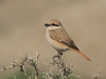 Буланый жулан - Lanius isabellinus фотография-3