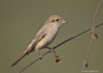 Буланый жулан - Lanius isabellinus фотография-4