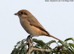 Буланый жулан - Lanius isabellinus фотография-5