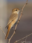 Буланый жулан - Lanius isabellinus фотография-7