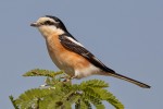 Маскированный сорокопут - Lanius nubicus (M.H.С. Lichtenstein, 1823)
