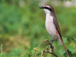 Туркестанский жулан - Lanius phoenicuroides (Schalow, 1875)