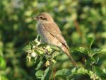 Туркестанский жулан - Lanius phoenicuroides фотография-10