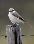 Туркестанский жулан - Lanius phoenicuroides фотография-11