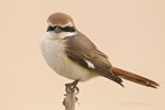 Туркестанский жулан - Lanius phoenicuroides фотография-12