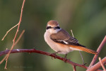 Туркестанский жулан - Lanius phoenicuroides фотография-13