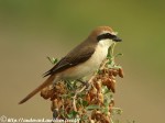 Туркестанский жулан - Lanius phoenicuroides фотография-14