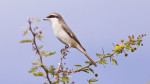 Туркестанский жулан - Lanius phoenicuroides фотография-15