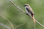 Туркестанский жулан - Lanius phoenicuroides фотография-16
