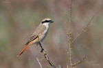 Туркестанский жулан - Lanius phoenicuroides фотография-17