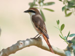 Туркестанский жулан - Lanius phoenicuroides фотография-19
